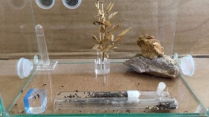 Nid Messor barbarus, Présentation de mes fondations et colonies