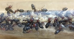 Camponotus lateralis dans leur tube humide, Présentation de mes fondations et colonies