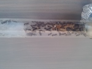 Esrola, gyne Messor barbarus, [Blog] Messor barbarus d'Orphé