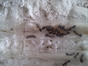 Gros plan sur l'essentiel du couvain, [Blog] Camponotus herculeanus de Haute-Savoie