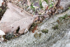 Ouvrière Myrmica sp., Les fourmis de la forêt de Fontainebleau (77)