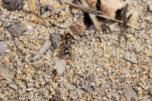 Ouvrière Tetramorium caespitum, Les fourmis de la forêt de Fontainebleau (77)