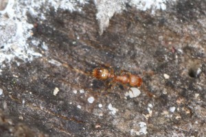 Temnothorax sp., Les fourmis de la forêt de Fontainebleau (77)