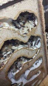 Colmatage par Tetraponera rufonigra, [Blog] Tetraponera rufonigra