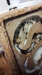 Tas d’œufs de Tetraponera rufonigra, [Blog] Tetraponera rufonigra