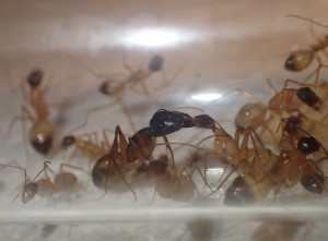 C. thoracicus, [Blog] Camponotus (Tanaemyrmex) thoracicus (Fabricius, 1804)