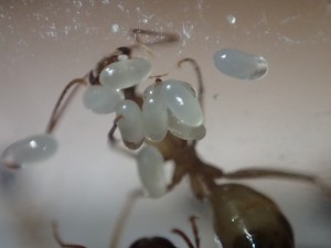 C. thoracicus, [Blog] Camponotus (Tanaemyrmex) thoracicus (Fabricius, 1804)