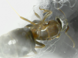 photo 2, [Lasius emarginatus] Identification reine du jardin