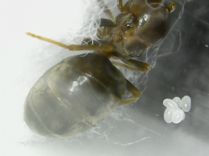 photo 3, [Lasius emarginatus] Identification reine du jardin