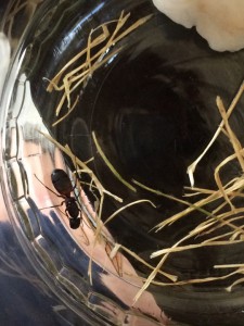 Première Photo, [Camponotus cruentatus] Comment s'appelle cette petite cuisinière !