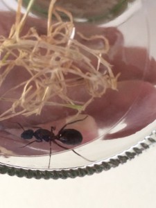 Deuxième Photo, [Camponotus cruentatus] Comment s'appelle cette petite cuisinière !