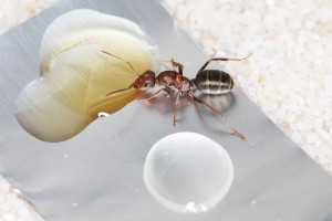 Gyne Iberoformica subrufa, Mes colonies et expérimentations