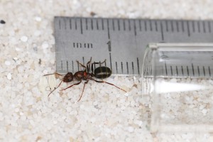 Gyne Iberoformica subrufa - taille, Mes colonies et expérimentations