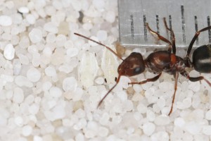 Gyne Iberoformica subrufa - nymphes, Mes colonies et expérimentations