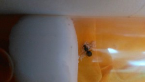 Avant le repas., Présentation de ma fourmilière et question sur la mousse oasis ?