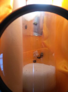 Après., Présentation de ma fourmilière et question sur la mousse oasis ?