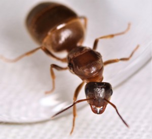 Sa majesté la reine Lasius emarginatus Niçoise., [Blog] Lasius emarginatus de la côte d'Azur