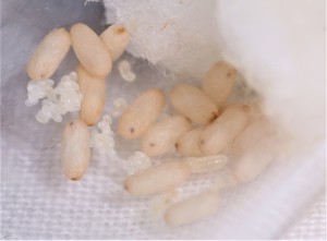 Couvain de première génération !, [Blog] Lasius emarginatus de la côte d'Azur