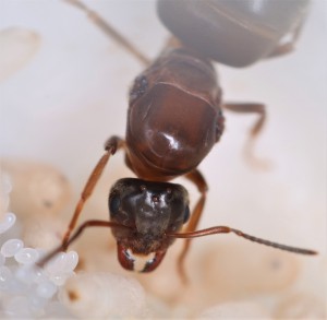 Sa sérénissime altesse s'occupant de sa progéniture., [Blog] Lasius emarginatus de la côte d'Azur