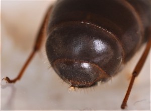 Le canon encore fumant, -18 s'abstenir..., [Blog] Lasius emarginatus de la côte d'Azur