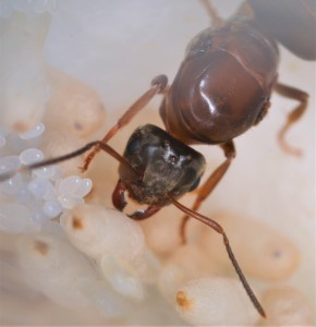 N'est-elle pas jolie ? :), [Blog] Lasius emarginatus de la côte d'Azur
