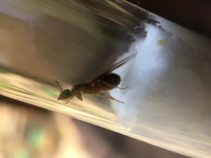 Gyne 1, [Lasius emarginatus] Identification gyne du sud