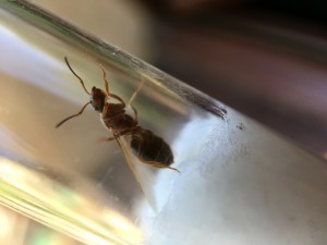 Gyne 1 bis, [Lasius emarginatus] Identification gyne du sud