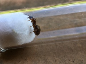 Gyne 2 bis, [Lasius emarginatus] Identification gyne du sud