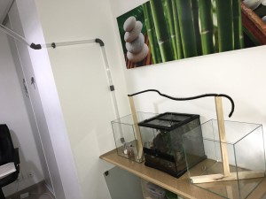 Pont + ARRIVÉ, [Blog] Atta sexdens