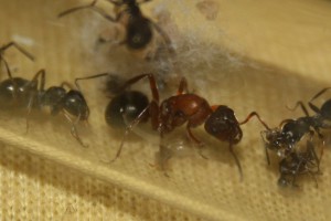Gyne Raptiformica sanguinea, Présention de mes Raptiformica sanguinea