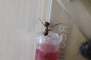 Raptiformica sanguinea ouvrière, Présention de mes Raptiformica sanguinea