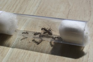 Iberoformica subrufa, Présention de mes Raptiformica sanguinea