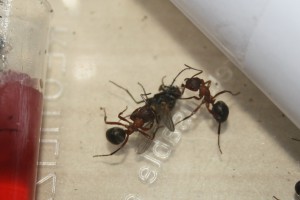 Ouvrières Raptiformica sanguinea, Présention de mes Raptiformica sanguinea