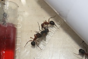 Ouvrières Raptiformica sanguinea, Présention de mes Raptiformica sanguinea