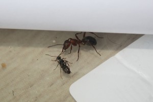 Ouvrières Raptiformica sanguinea à coté de Serviformica fusca., Présention de mes Raptiformica sanguinea