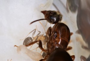 La petite dernière qui fait un câlin à môman. Jusque là, le doute est encore permis quant à l'espèce..., [Blog] Lasius emarginatus de la côte d'Azur