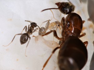 Quand sa soeur arrive, on se pose déjà plus de questions..., [Blog] Lasius emarginatus de la côte d'Azur