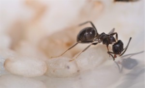 A partir de là j'ai laissé tomber !, [Blog] Lasius emarginatus de la côte d'Azur