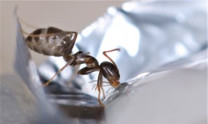 Lasius (emarginatus) de première génération., [Blog] Lasius emarginatus de la côte d'Azur