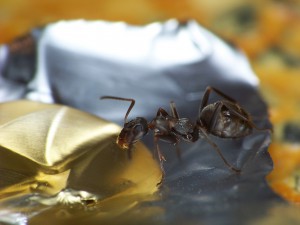 Formica rufibarbis de première génération., [Blog] Lasius emarginatus de la côte d'Azur