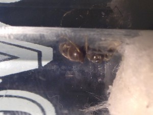 Gyne, [Lasius sp.] Identification gyne
