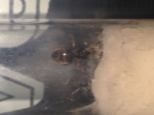 Gyne, [Lasius sp.] Identification gyne