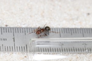Gyne Iberoformica subrufa qui joue à cache-cache, **Fin**[Blog] Les Iberoformica subrufa eaubonnaises