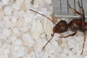 Les nymphes nues chez F. subrufa, **Fin**[Blog] Les Iberoformica subrufa eaubonnaises