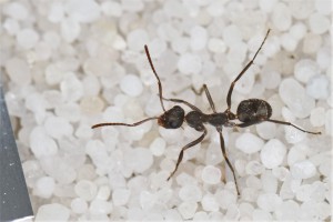 Ouvrière Iberoformica subrufa, **Fin**[Blog] Les Iberoformica subrufa eaubonnaises