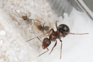 Dans le tube des F. subrufa, **Fin**[Blog] Les Iberoformica subrufa eaubonnaises