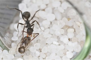 Mmmh ? Qu'est-ce que c'est que ça ?, **Fin**[Blog] Les Iberoformica subrufa eaubonnaises