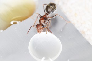 Bienvenue ici !, [Q/R] Les Iberoformica subrufa eaubonnaises