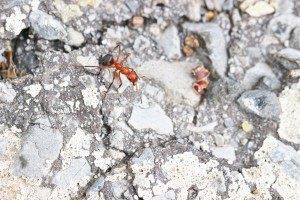 Formica frontalis ? en Andalousie, [Q/R] Les Iberoformica subrufa eaubonnaises
