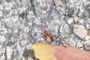 Formica frontalis ? en Andalousie, [Q/R] Les Iberoformica subrufa eaubonnaises